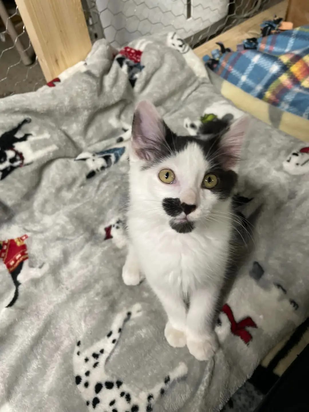 Peeta