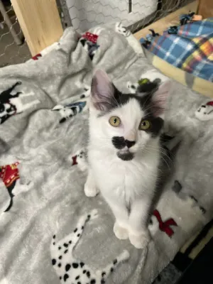 Peeta