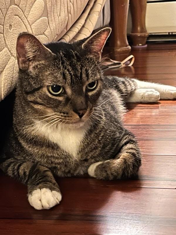 Elliot