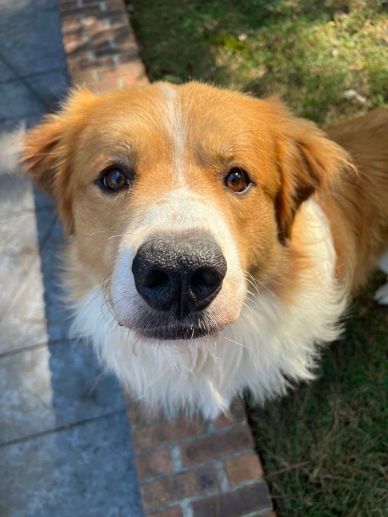 Emmett