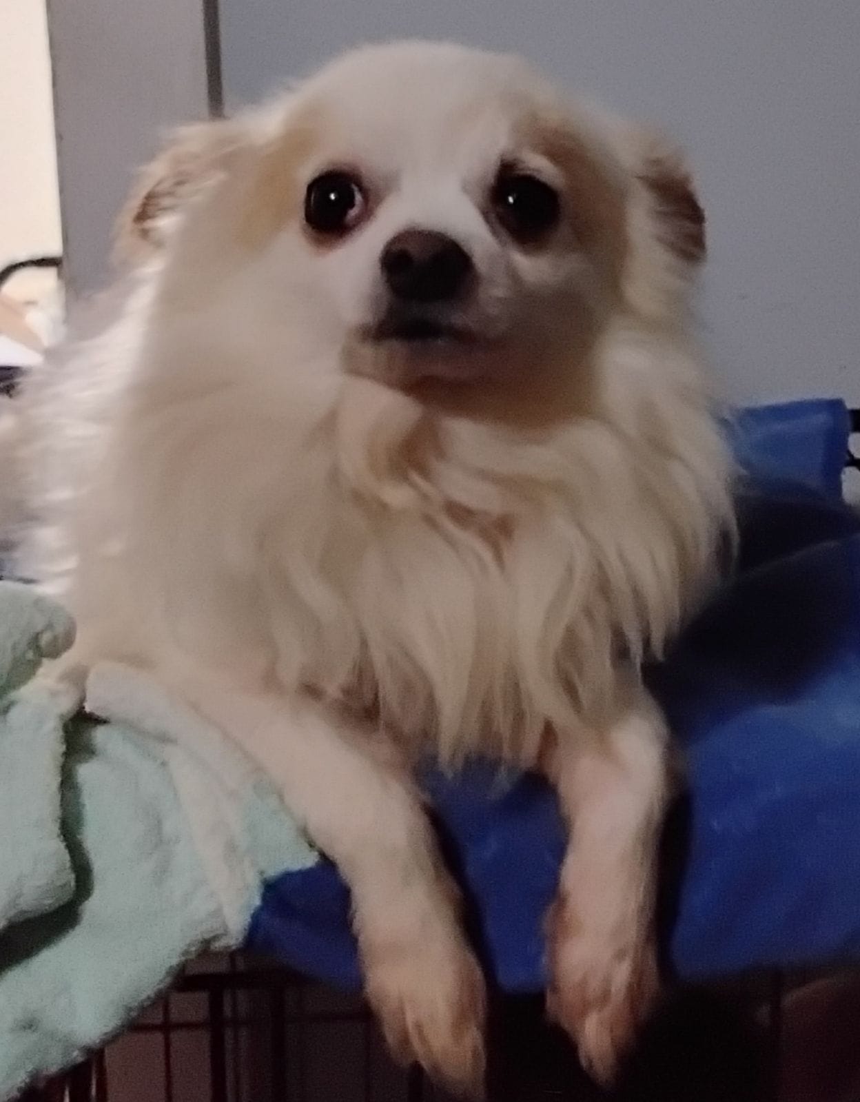 CJ