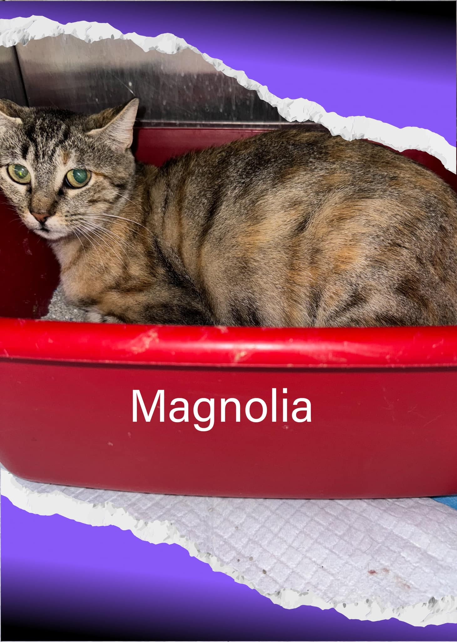 Magnolia