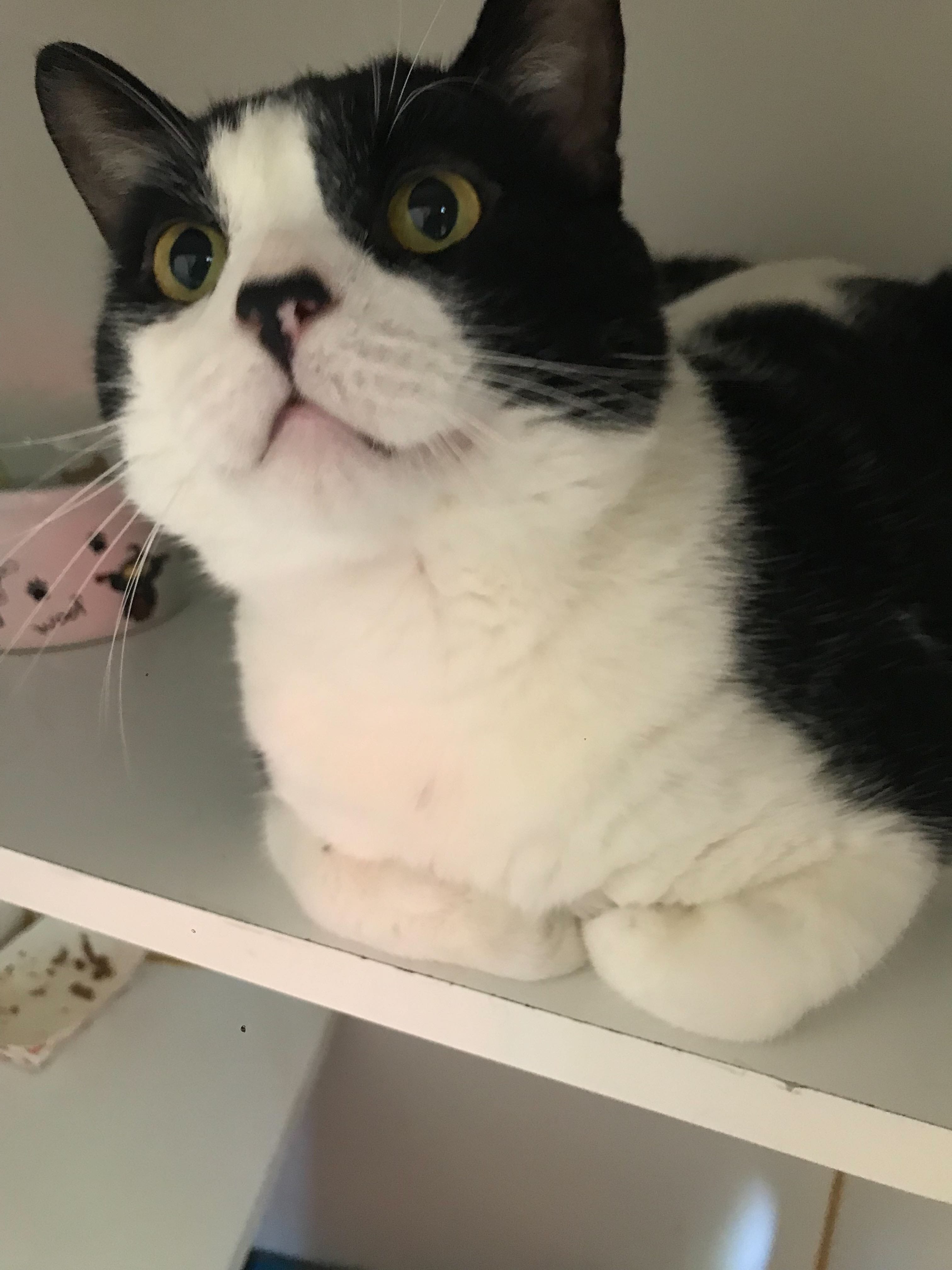 Cow