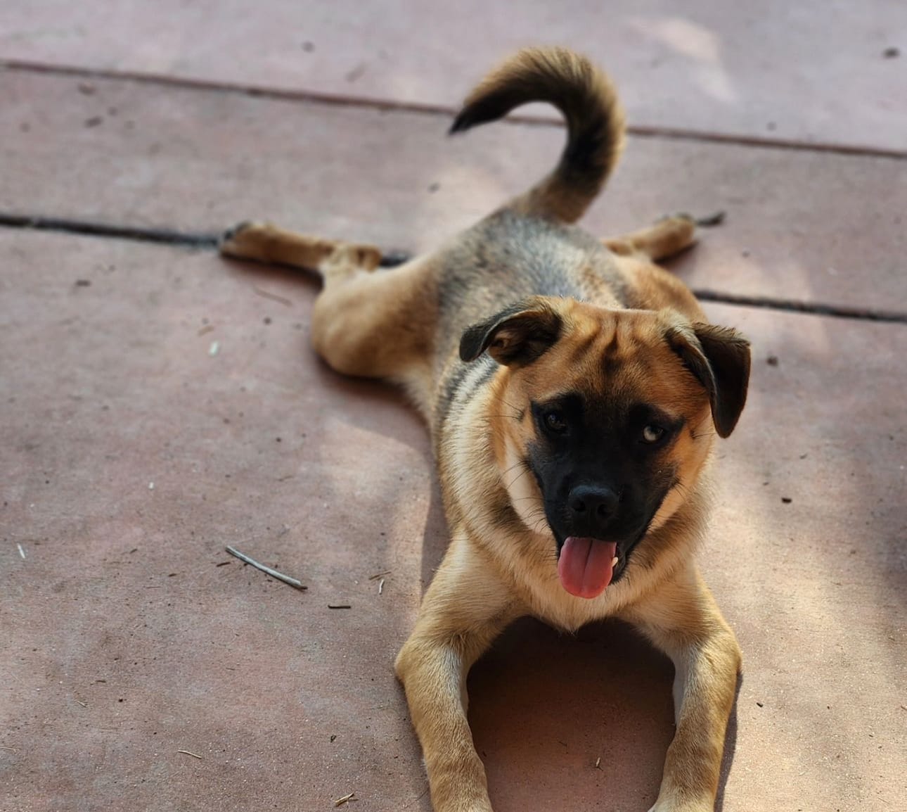 Taz