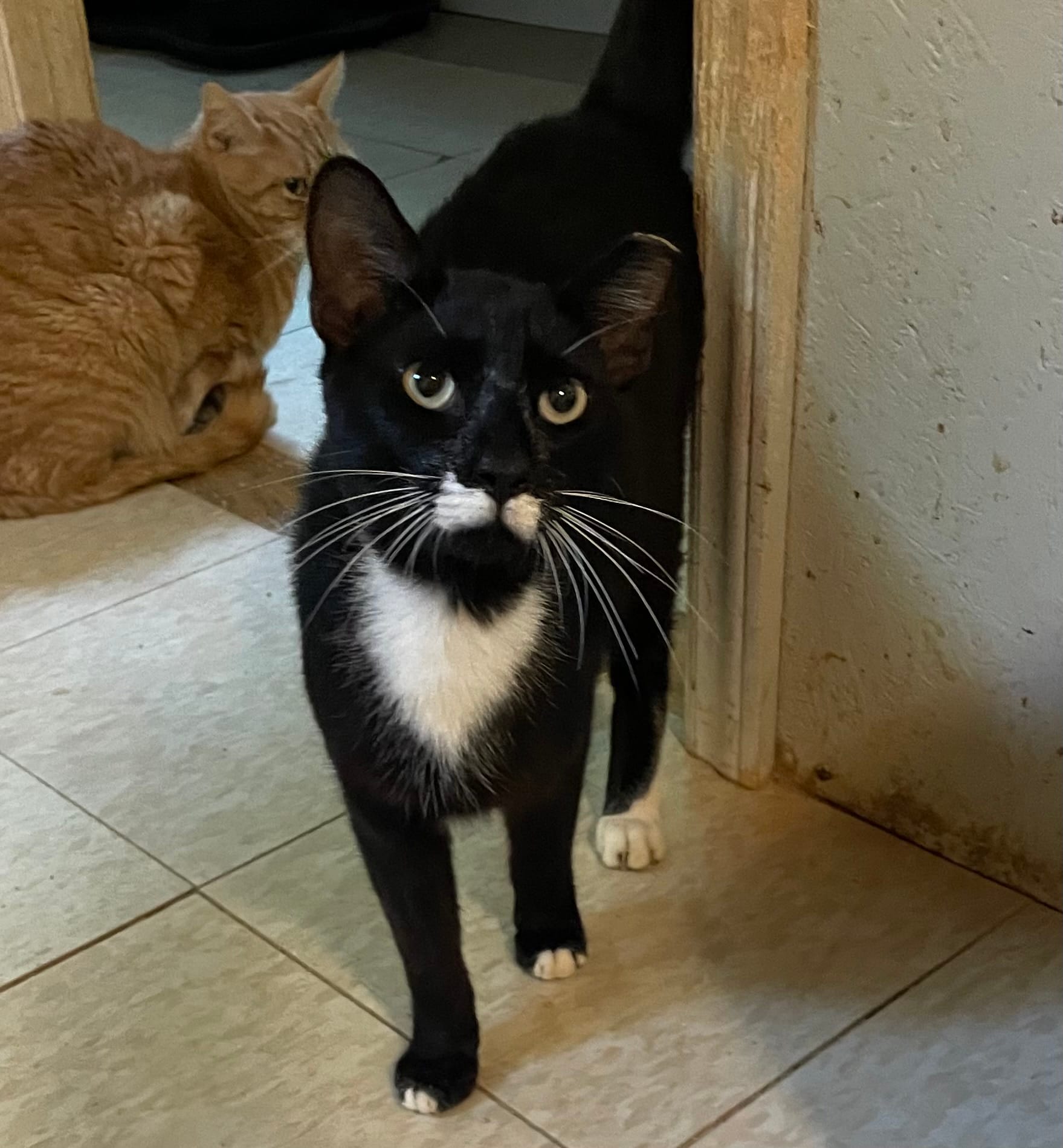 Humane Society in Waterville, ME - Find Paw Pal