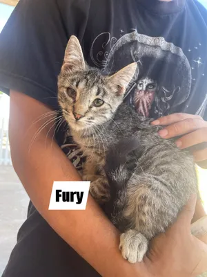 Fury