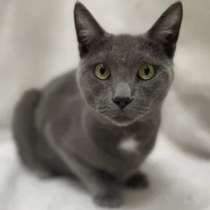 Meeko