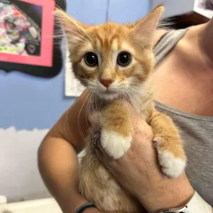 Cheerio