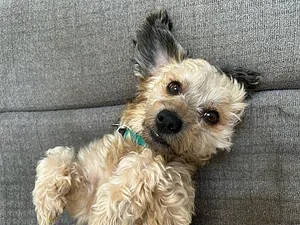 Mylo