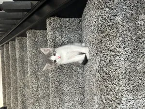 Silas