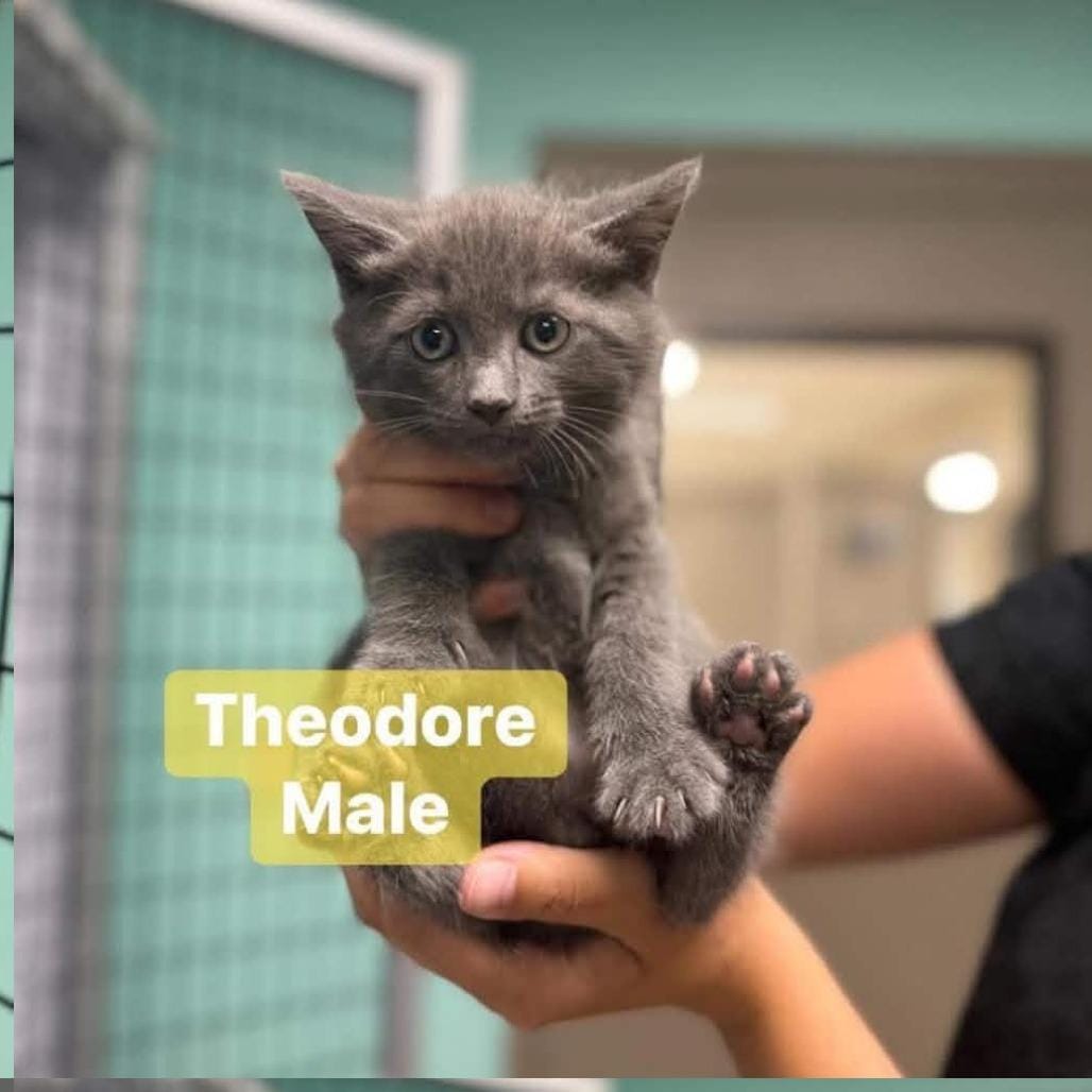 Theodore in Chestertown, MD