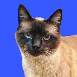 Choco
