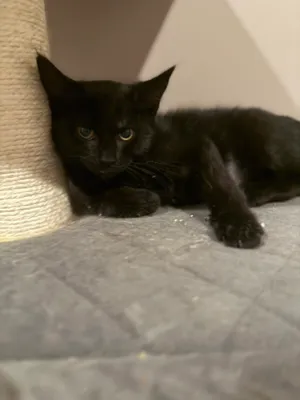 Greta