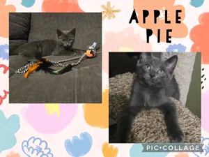 Apple Pie