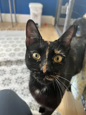 Doris