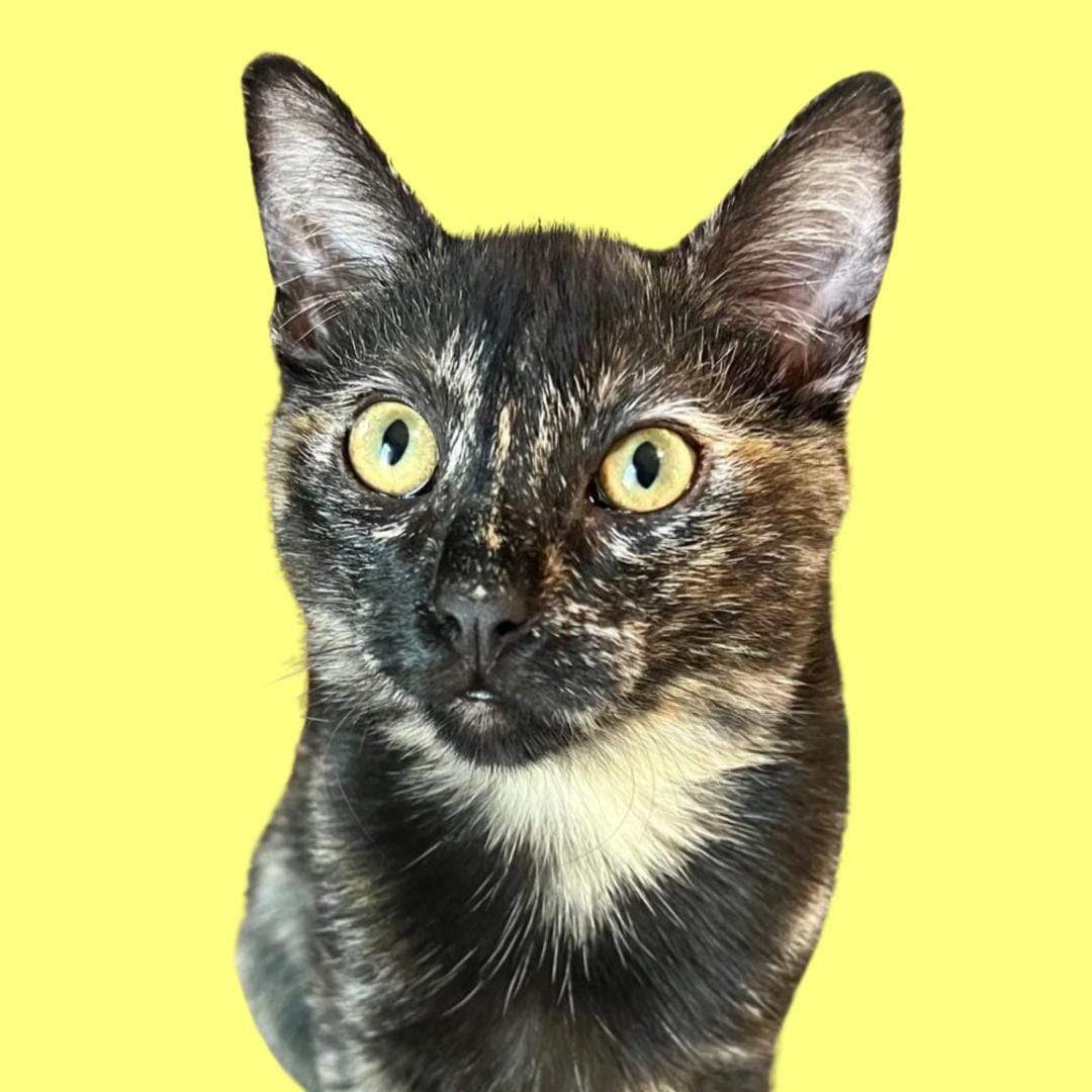 Marbles