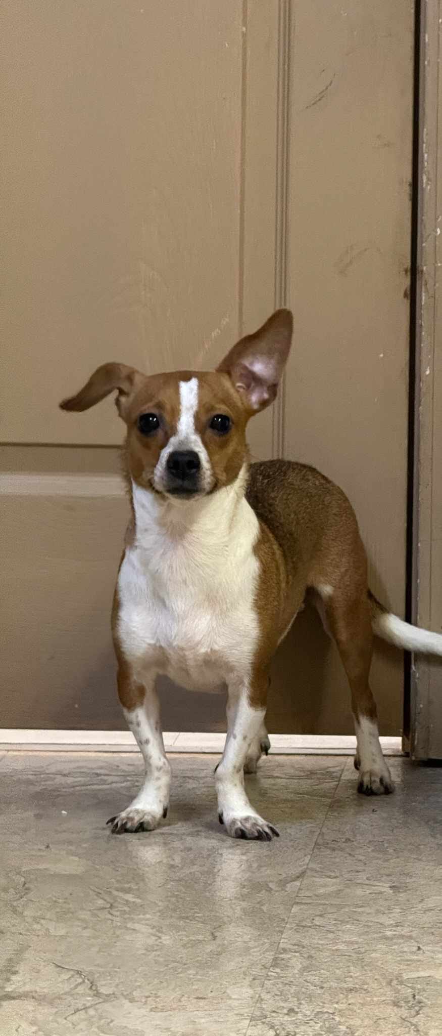 Darlene
