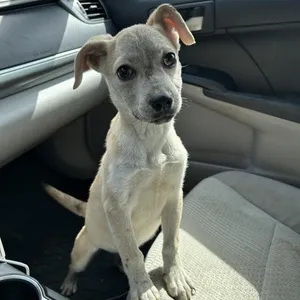 Maestro