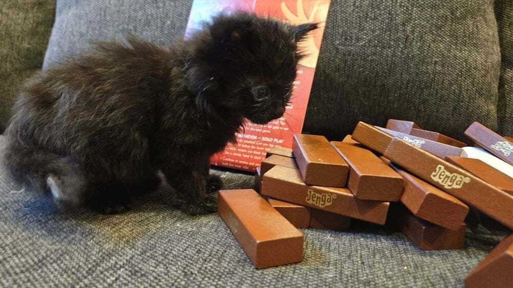 Jenga