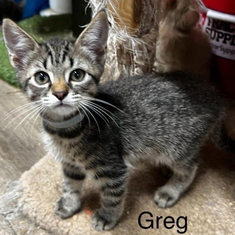 Greg