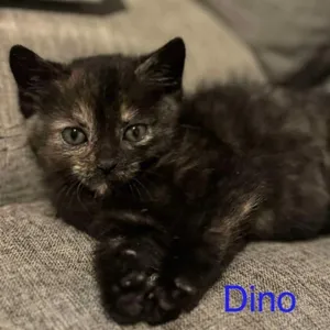 Dino