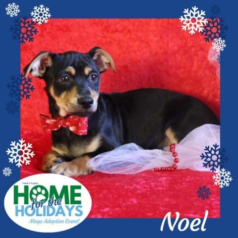 Noel