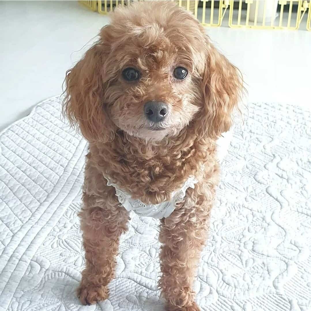 Cream