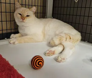 Alonzo