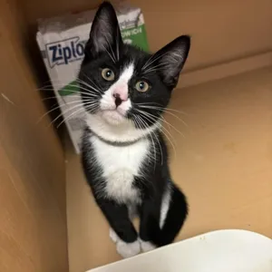 Rye