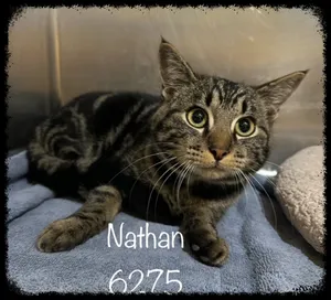 NATHAN