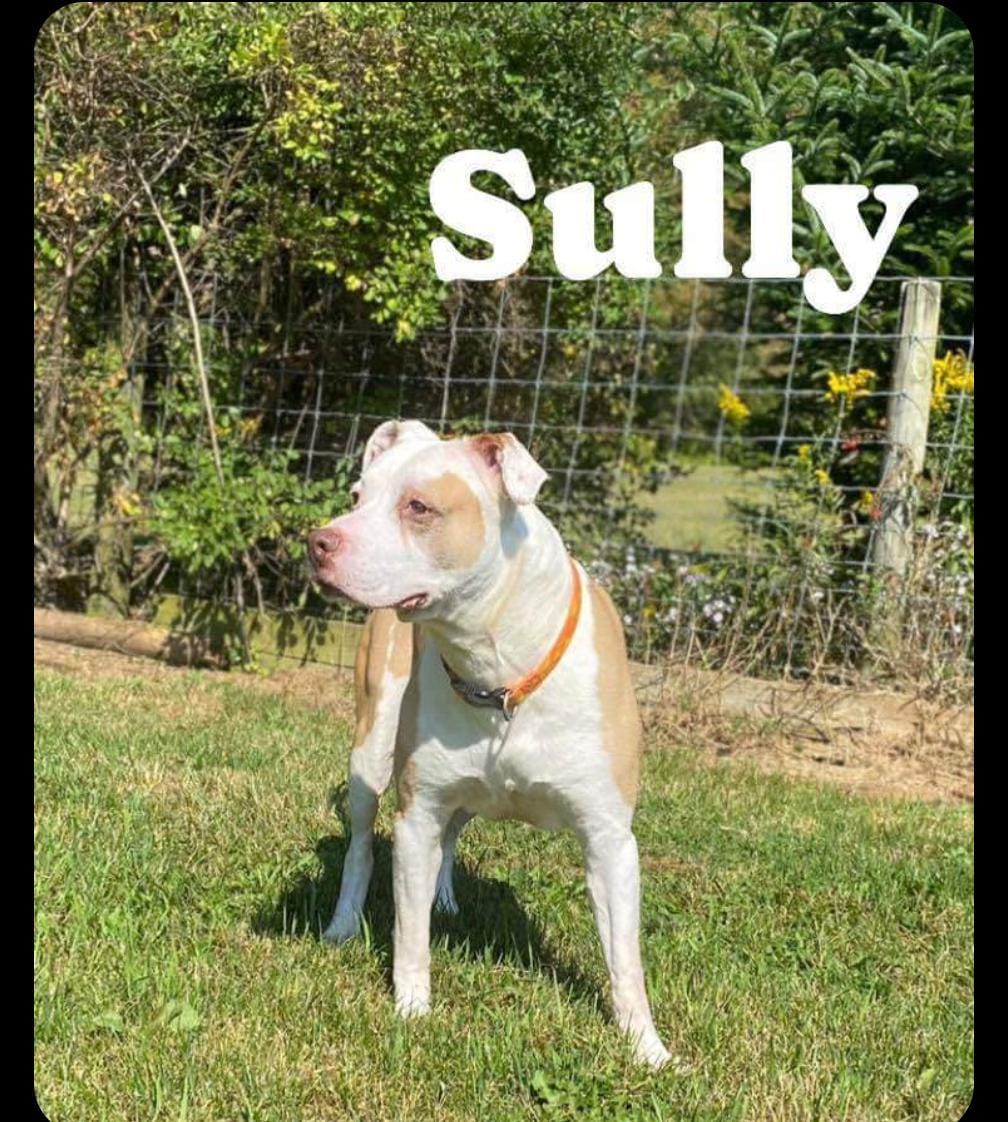SULLEY