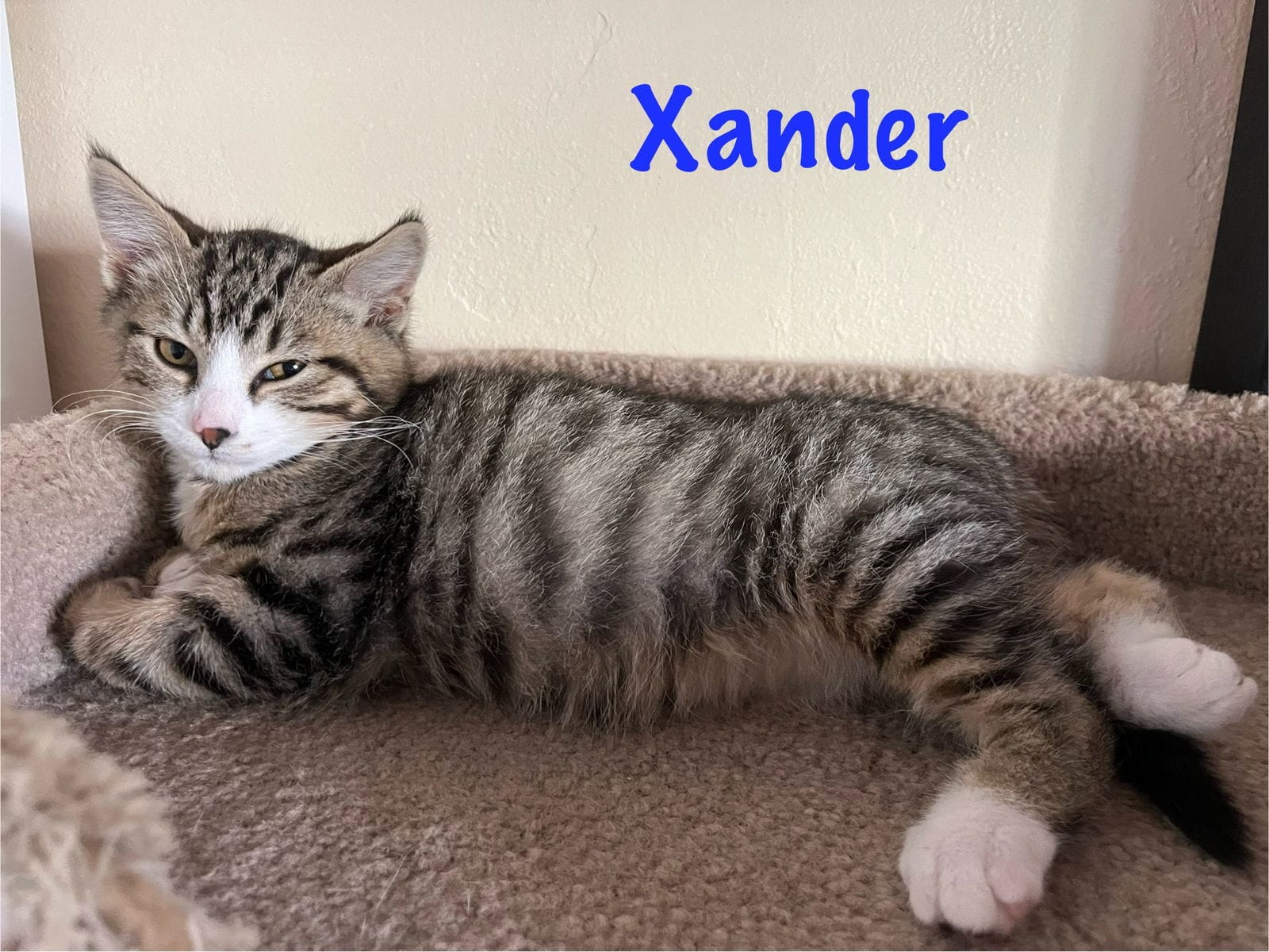 Xander