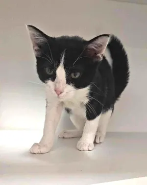CATTY B