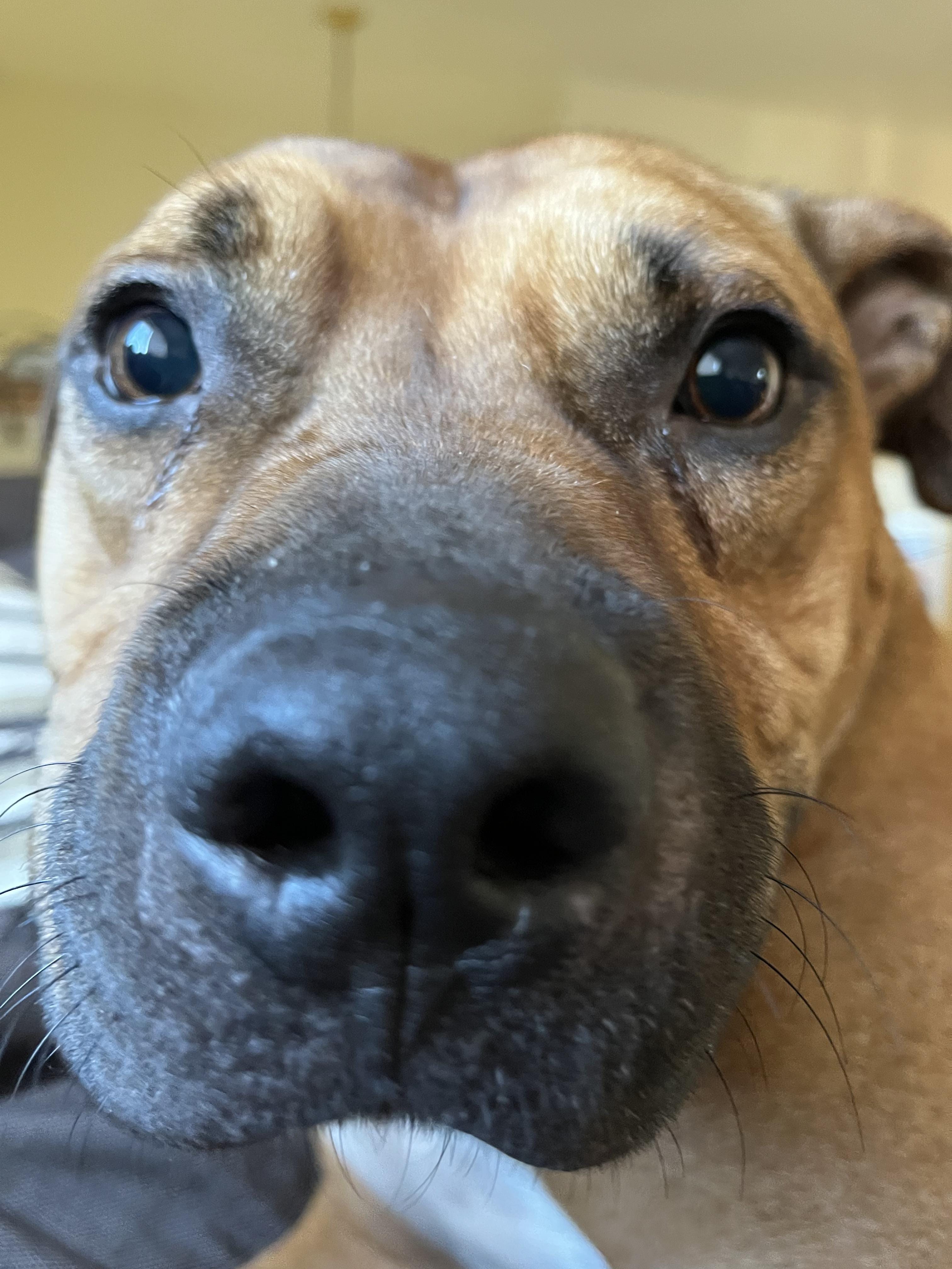 Chulo