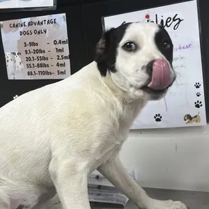 Snoopy