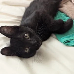 Beemo