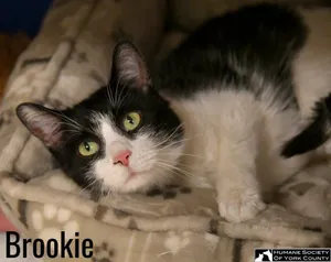 Brookie