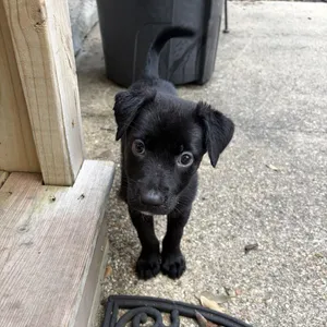 Kuma