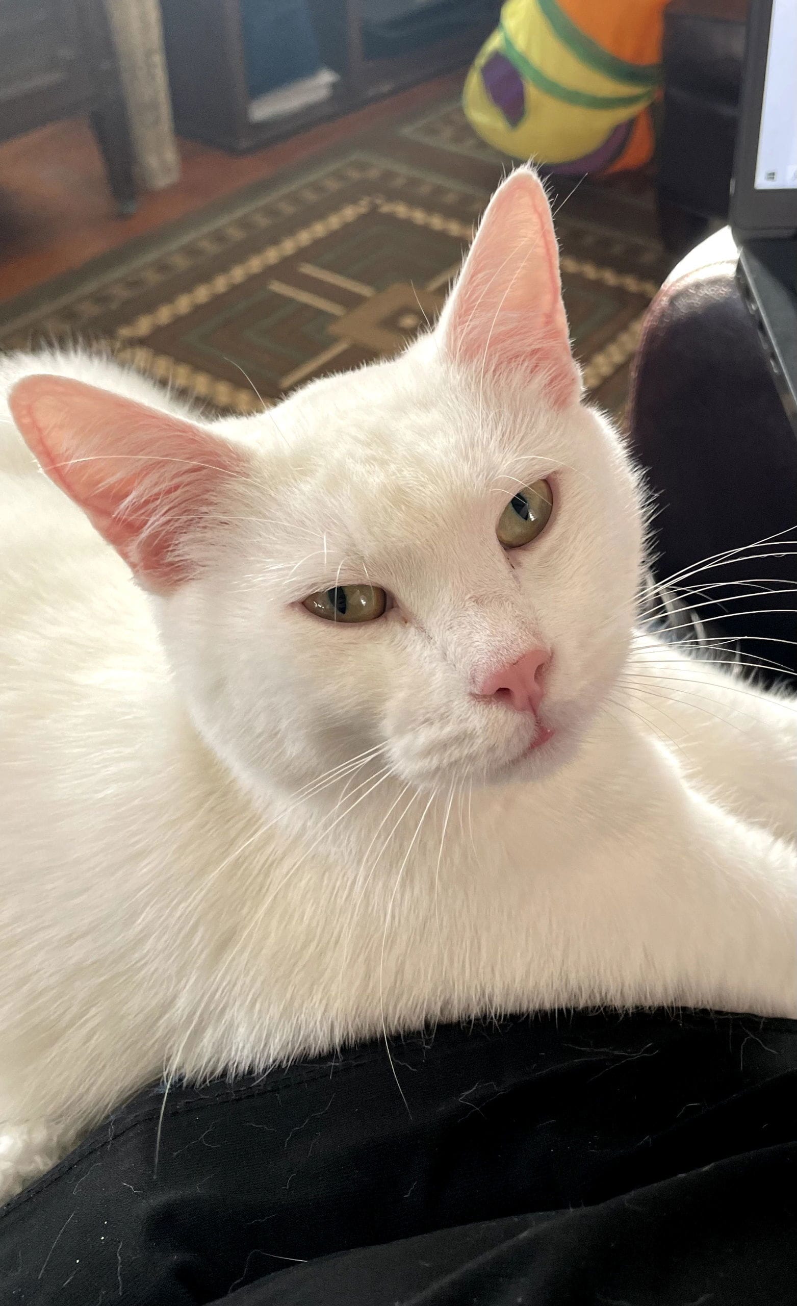 Mr Mew