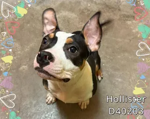 Hollister
