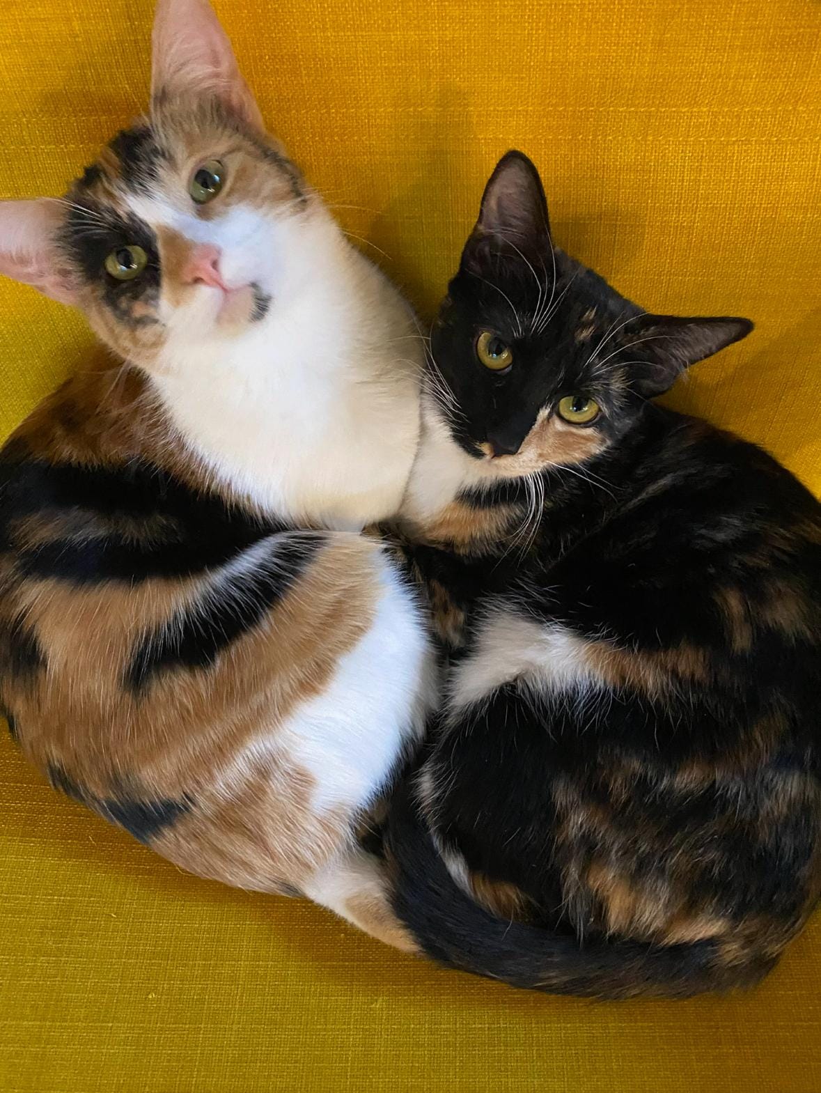 Queso and Pico (Bonded Sisters)