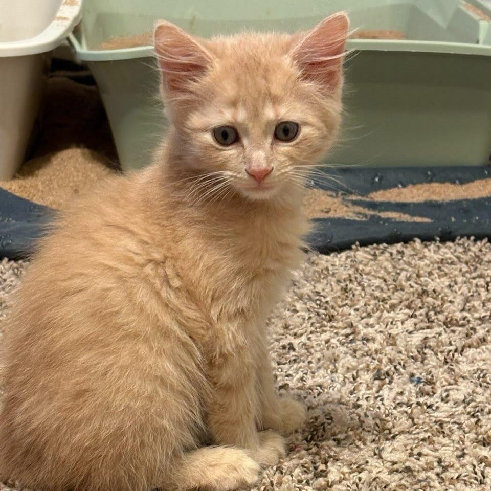 Adopt Buff Puff Today - Find Paw Pal