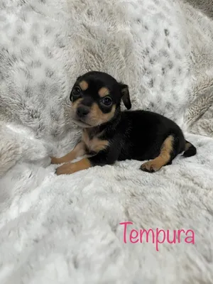 Tempura