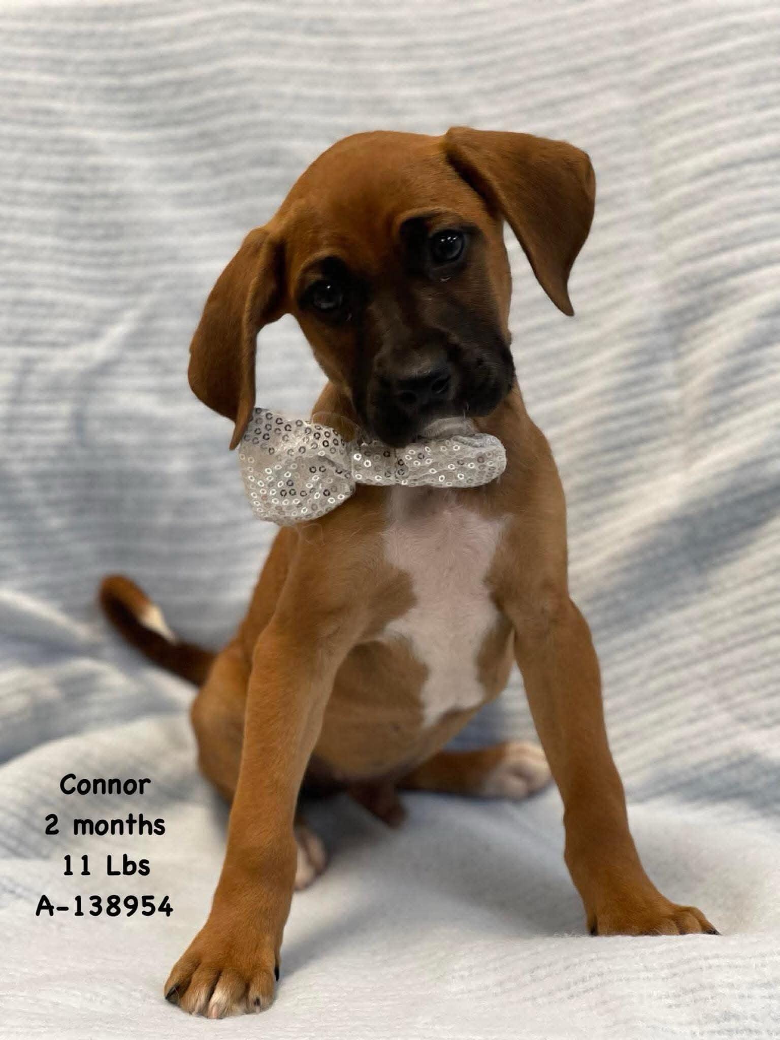 Adopt Connor the Boxer Lab Puppy Today - Find Paw Pal