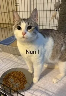 Nuri