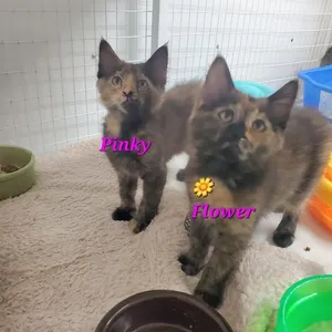 3 Pinky