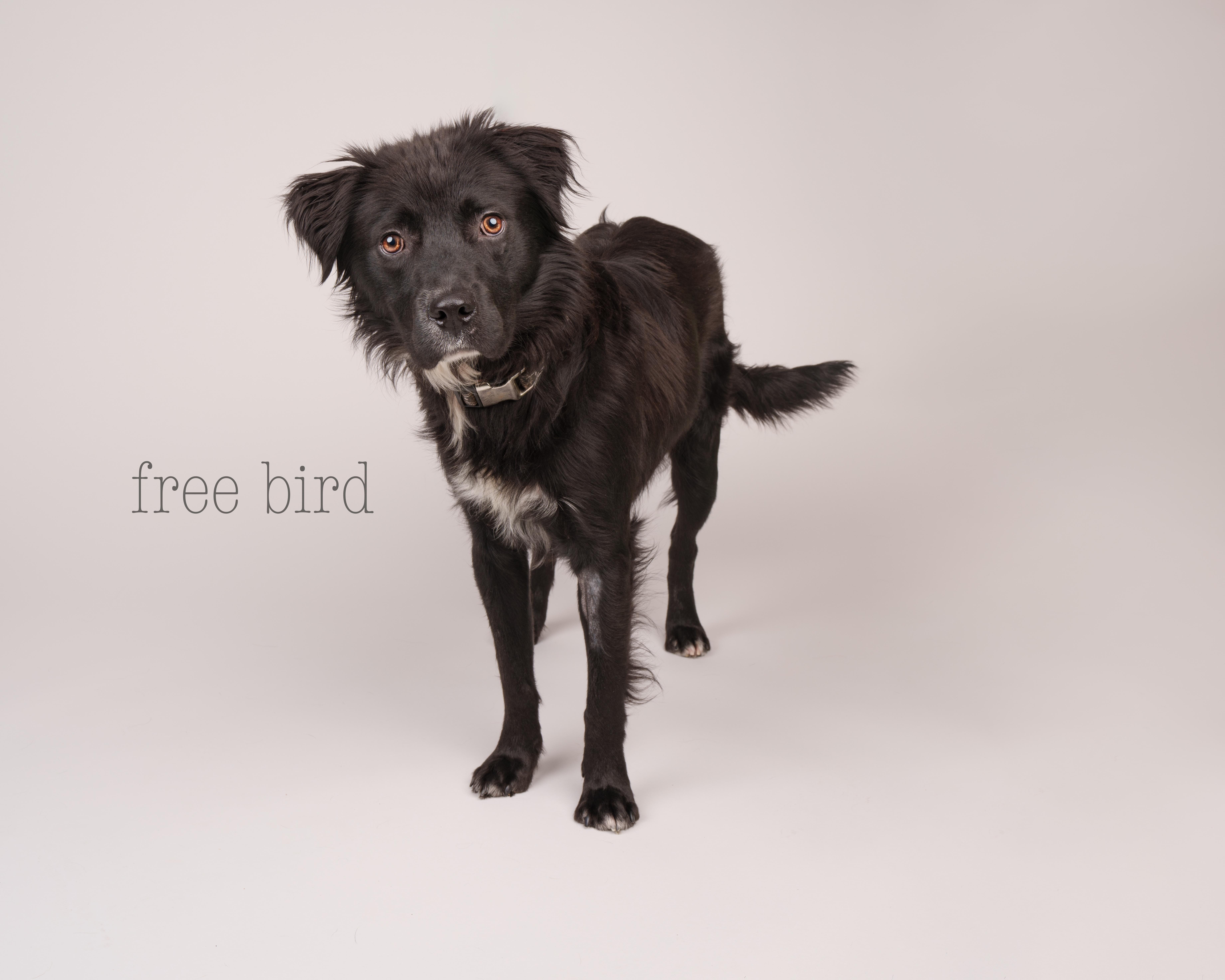 Free Bird