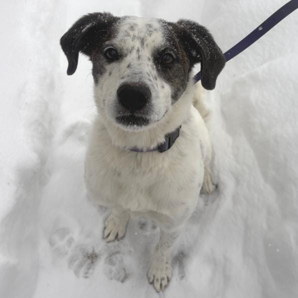 Spree - My fee has been sponsored!