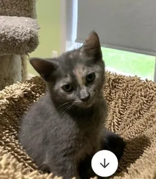 Rosie