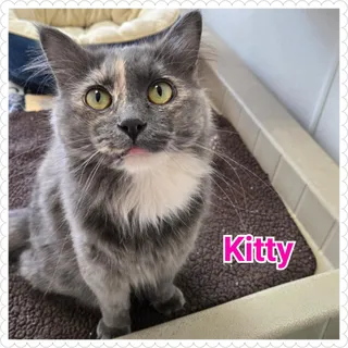 Kitty